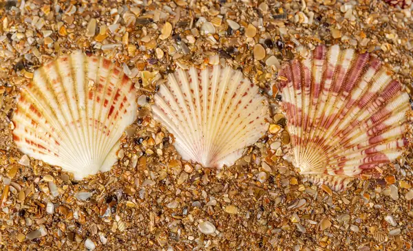 Summer background with seashells, top view