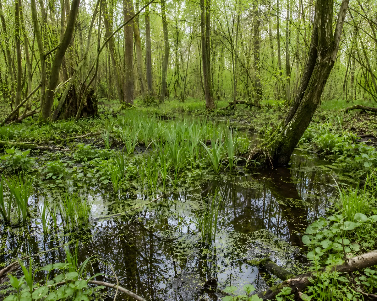 Sumpfwald mit Wasserfläche und Frühlingsgrün