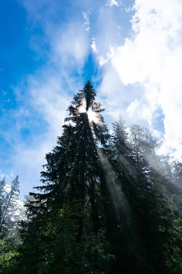 Sun rays shining through the fir-tree top with beautiful blue skies in the background