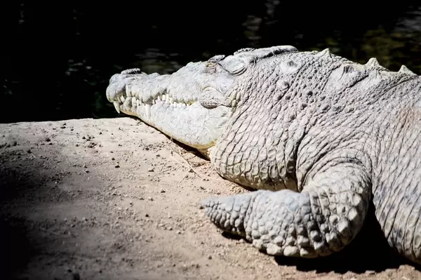 Sunbathing alligator