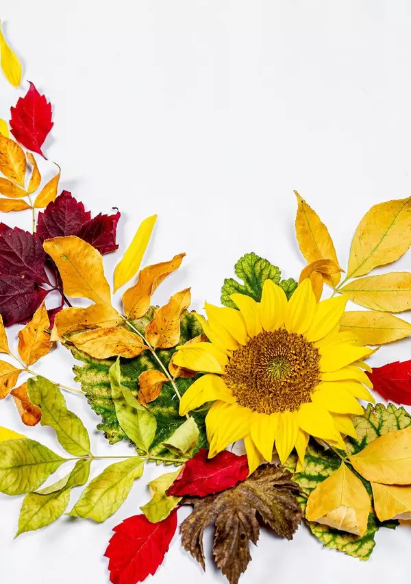 Sunflower and colorful autumn dry leaves (Flip 2019)