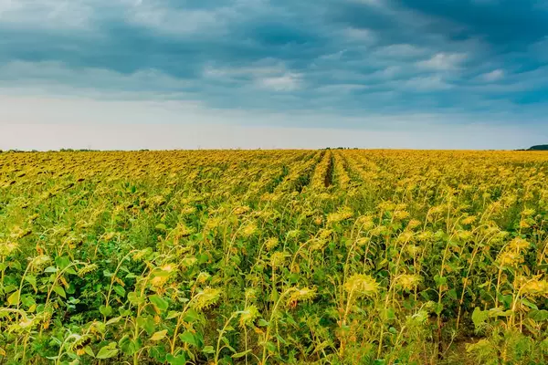 Sunflower field