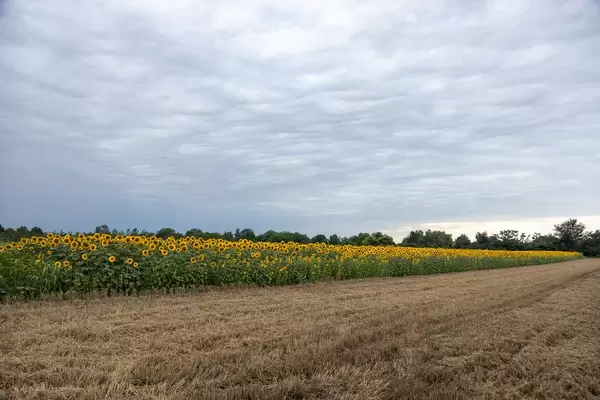 Sunflower fields with beautiful blue sky with clouds