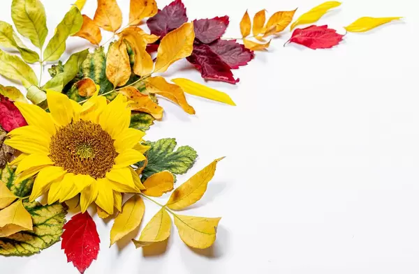 Sunflower flower and colorful autumn leaves on white background (Flip 2019)