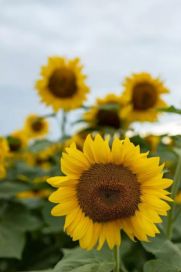 Sunflower heads closeup in the agriculture fields