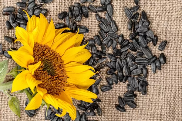 Sunflower seeds and sunflower on burlap (Flip 2019)