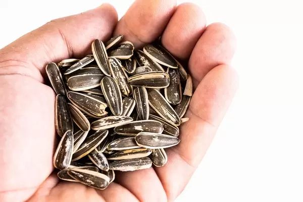Sunflower Seeds in the hand
