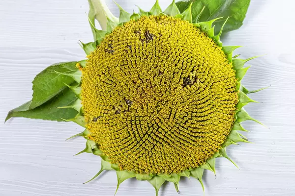 Sunflower without petals on white wooden background (Flip 2019)