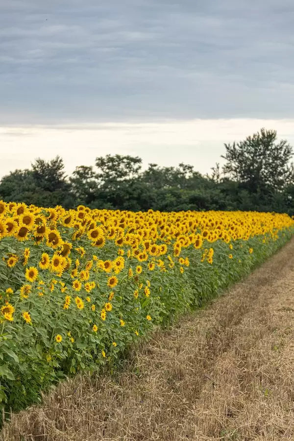Sunflowers in the field with cloudy sky