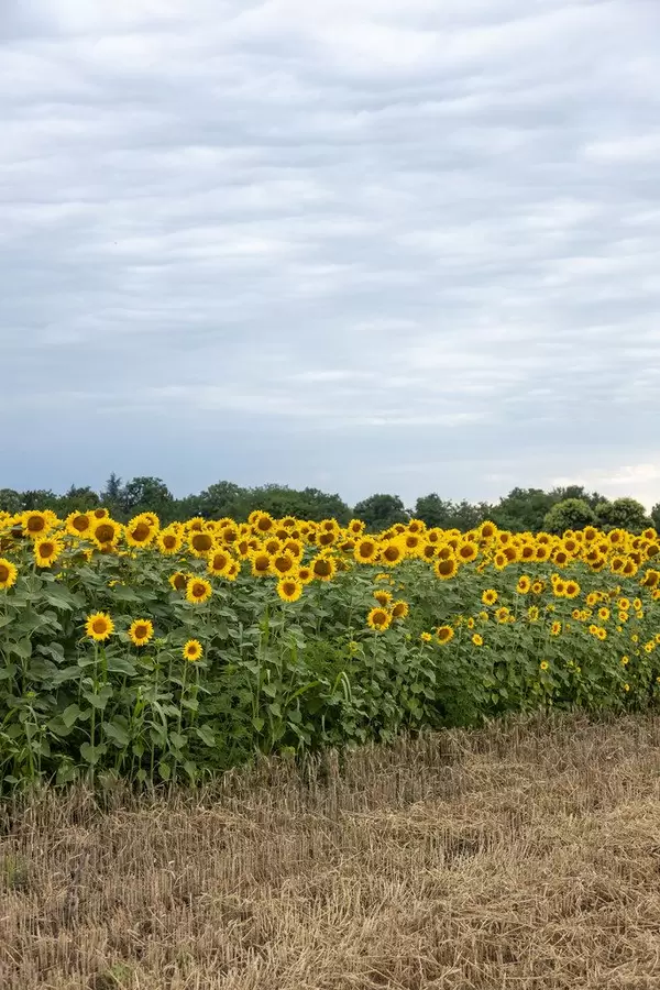Sunflowers in the field with copy space on the blue sky