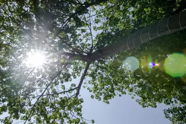 Sunshine coming through the tree branches
