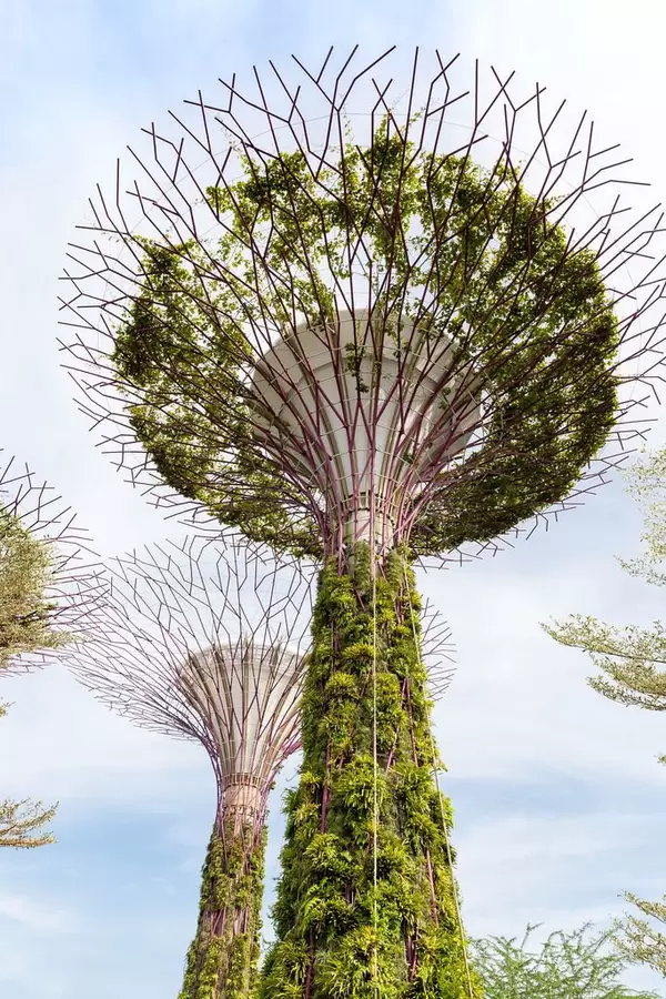 Supertree Grove during Daylight