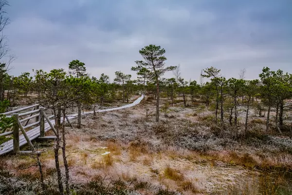 Swamp Scenery With Frozen Ground National Park