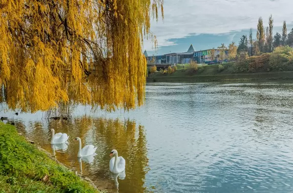 Swans in Drava river