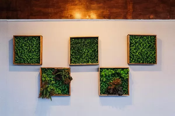 Symmetrical plant frames hanged on white wall