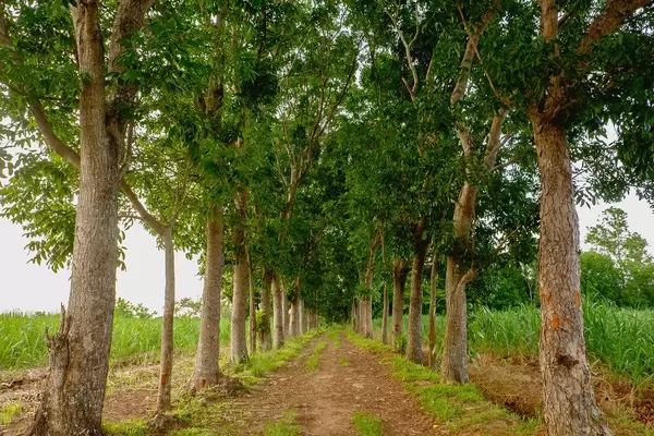 Symmetrical trees in Silay (Flip 2019)