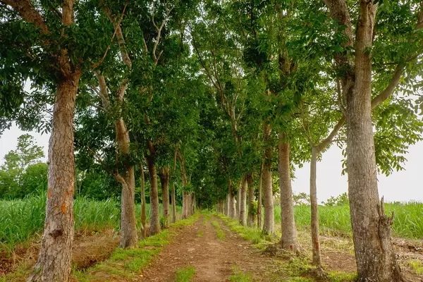 Symmetrical trees in Silay
