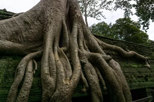 Ta Prohm Temple Ruins