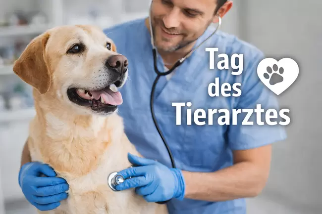Welttag des Tierarztes am 24. April