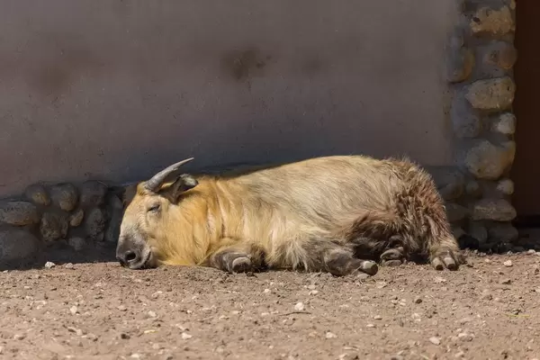 Takin - Budorcas texicolor tibetana