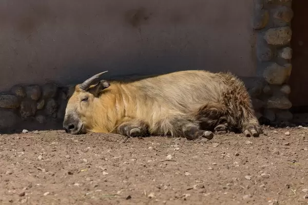 Takin im Moskauer Zoo