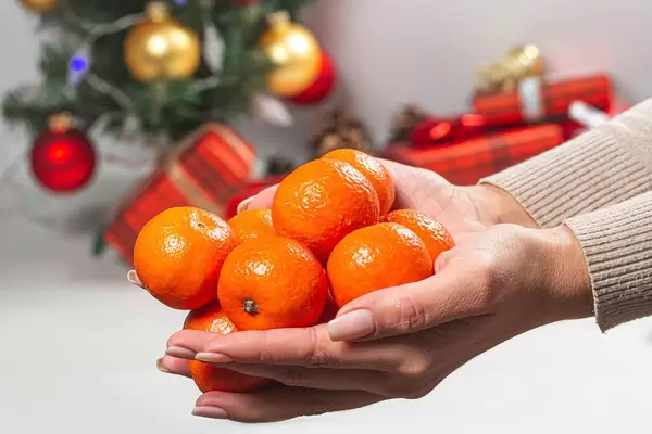 Tangerines in women's hands on the background of a Christmas tree (Flip 2019)