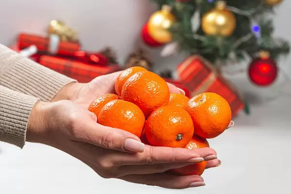 Tangerines in women's hands on the background of a Christmas tree