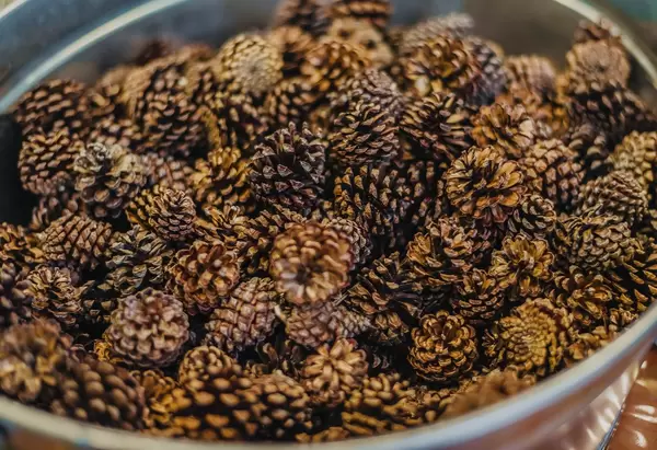 Tannenzapfen auf einem Haufen