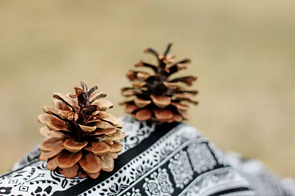 Tannenzapfen (engl. Fir Cones)