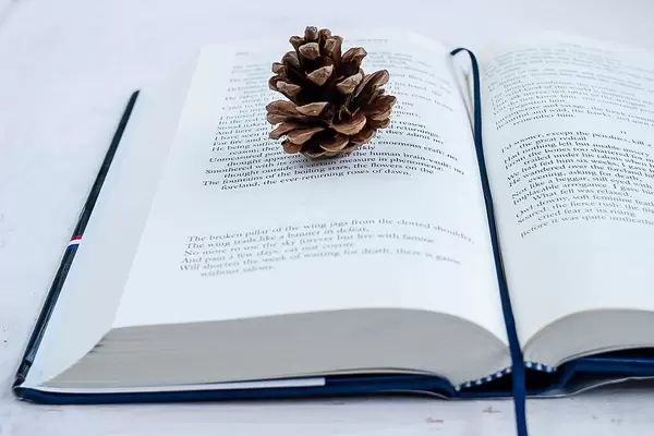 Tannenzapfen und Lesezeichen auf einer geöffneten Romanseite