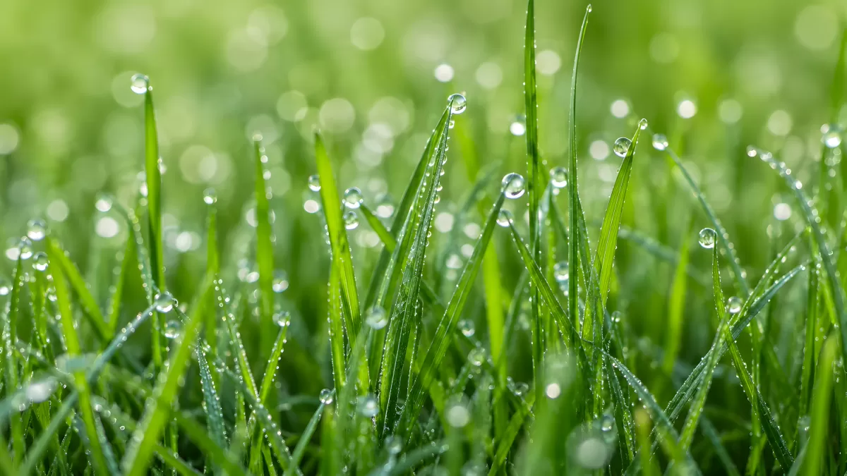 Taubedeckte Grashalme im Morgenlicht – Nahaufnahme