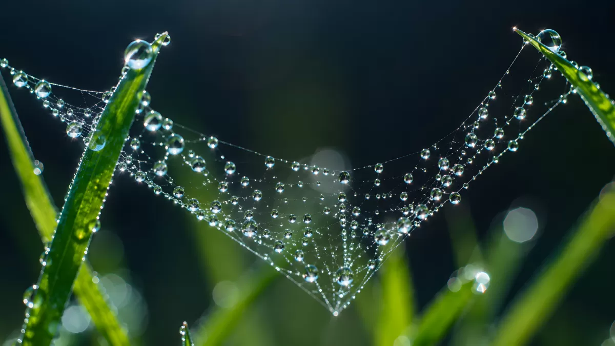 Taubedecktes Spinnennetz zwischen Grashalmen