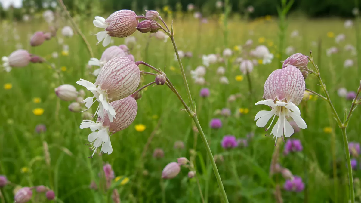 Taubenkropf-Leimkraut blüht auf sommerlicher Wiese