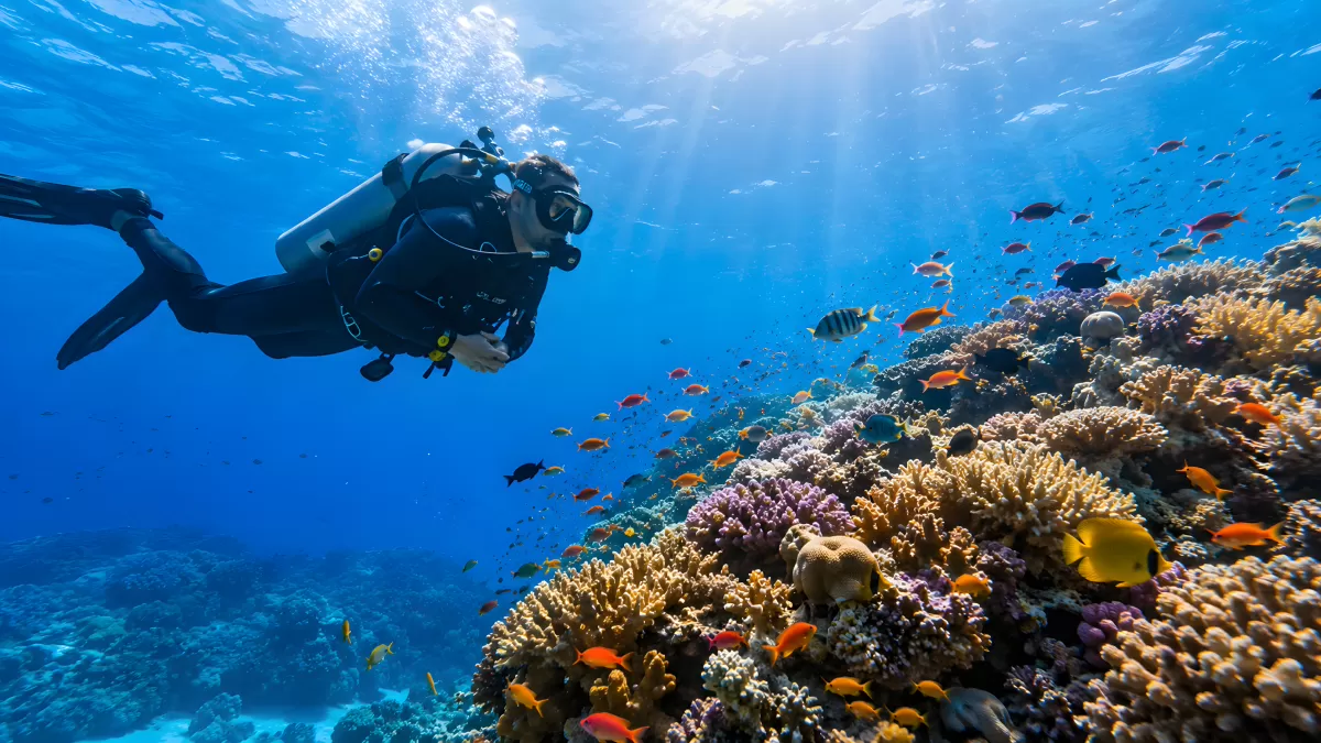 Taucher entdeckt lebhaftes Korallenriff mit Fischen