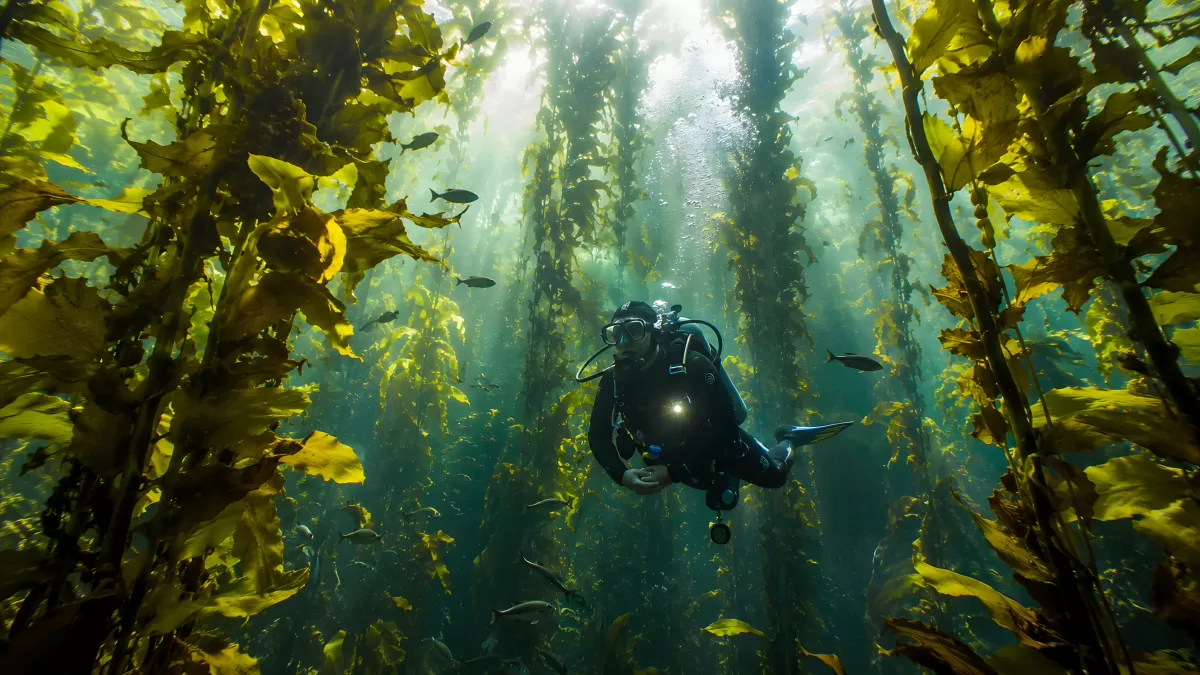 Taucher erkundet majestätischen Kelpwald unter Wasser