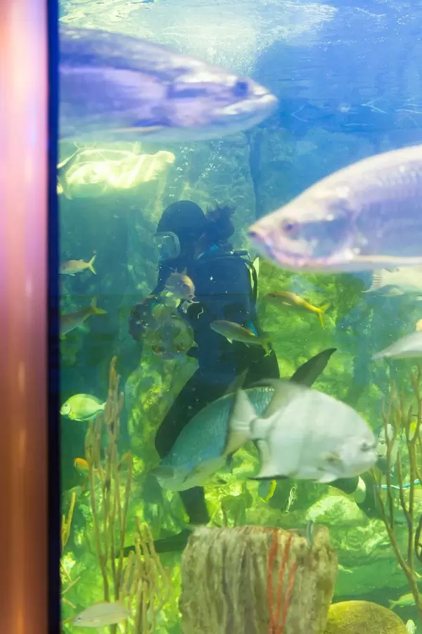 Taucherin putzt das Glas im Aquarium - Shedd Aquarium, Chicago