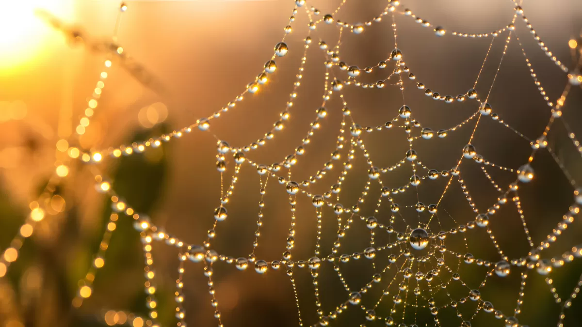 Tautropfen auf Spinnennetz im goldenen Morgenlicht