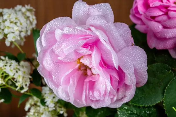 Tea rose with water drops on the petals