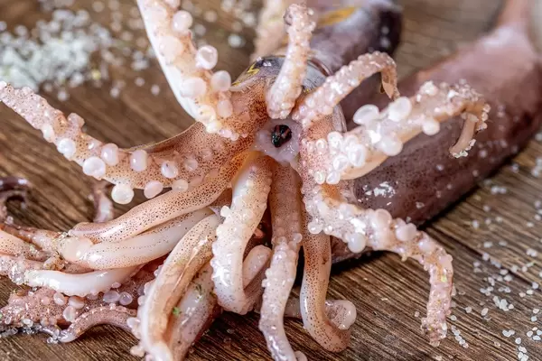 Tentacles of fresh squid close-up