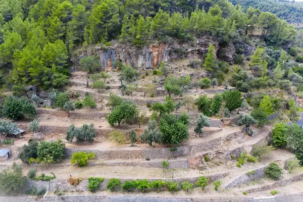 Terraced hillside with orange, olive and pine trees near the artist village of Deià, Majorca. Drone photo
