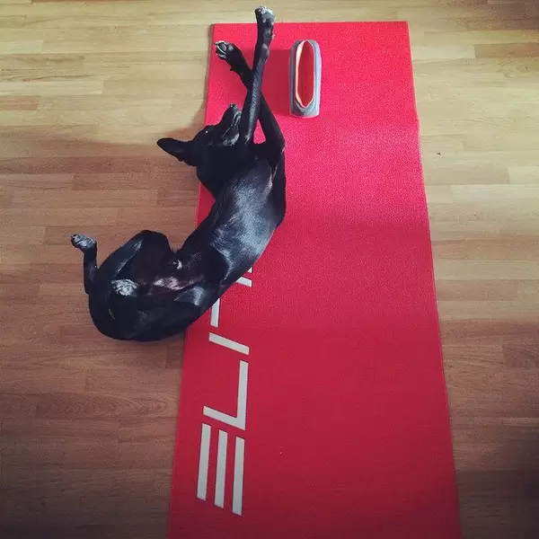 Test insta flickr: Das mit dem Rollentraining hat der Köterich irgendwie falsch verstanden. ??? #triathlon #sports #dog #animals #pets #cycling #ironman #kraichgau #trichallenge15
