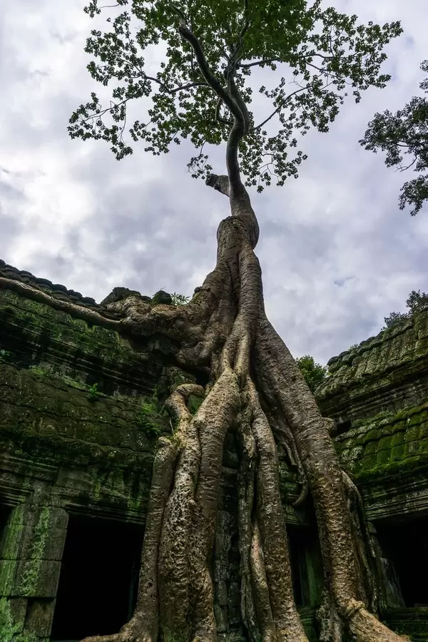 Tetrameles nudiflora Baum in Ta Prohm Tempelanlage