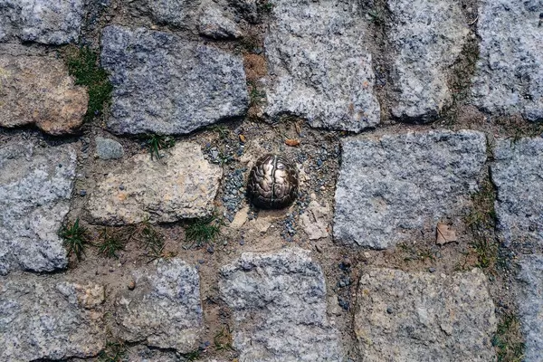 The 3 SEC Bronze Brain fine art object next to Einstein tower (Flip 2019)