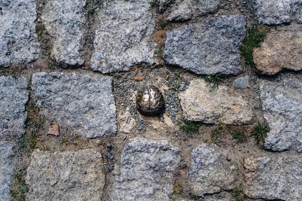 The 3 SEC Bronze Brain fine art object next to Einstein tower