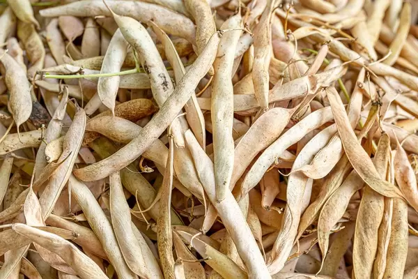 The beans in the pods dry