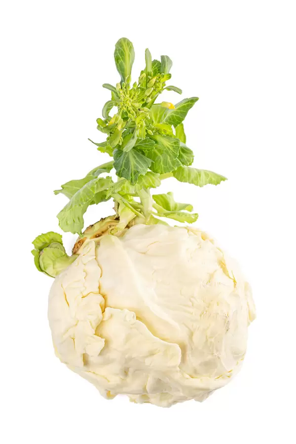 The cabbage head sprouts in the spring