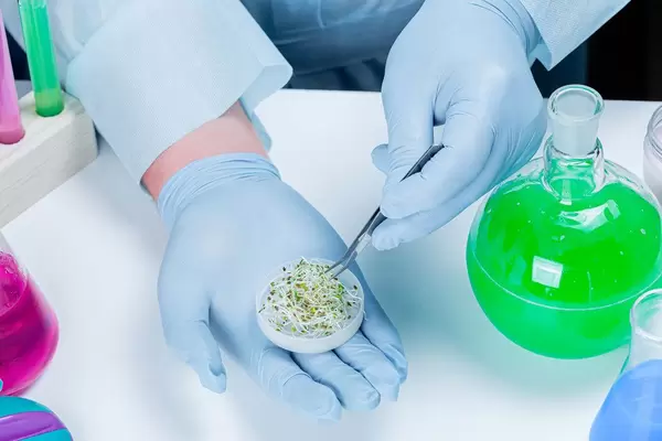The concept of biological analysis of plants. Men's hands in blue gloves with tweezers and sprouts (Flip 2020)