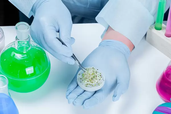 The concept of biological analysis of plants. Men's hands in blue gloves with tweezers and sprouts