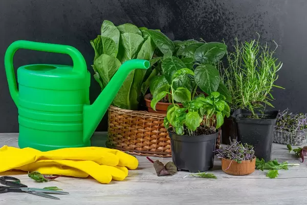 The concept of growing fresh herbs at home. Herbs in flower pots and fresh herbs