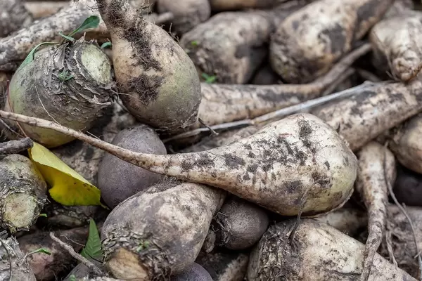 The pile of sugar beet